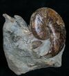 Hoploscaphite Ammonite With Preserved Jaws #6102-4